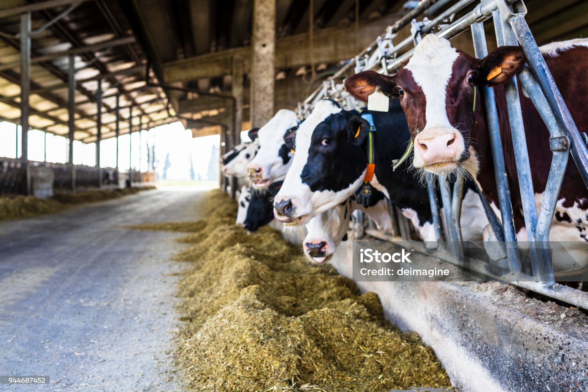 Cows feeding on farm