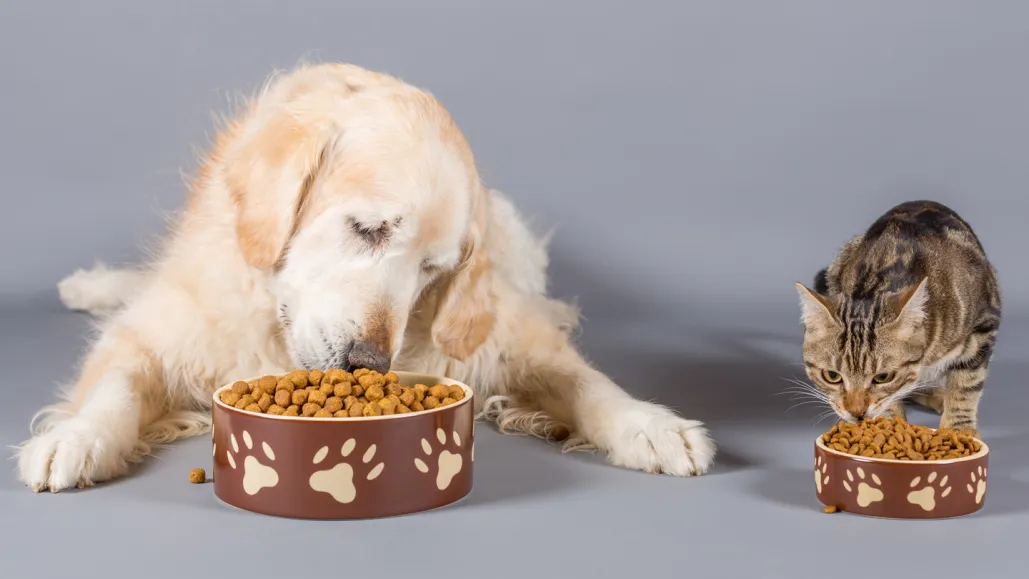 Dog and Cat eating pet food
